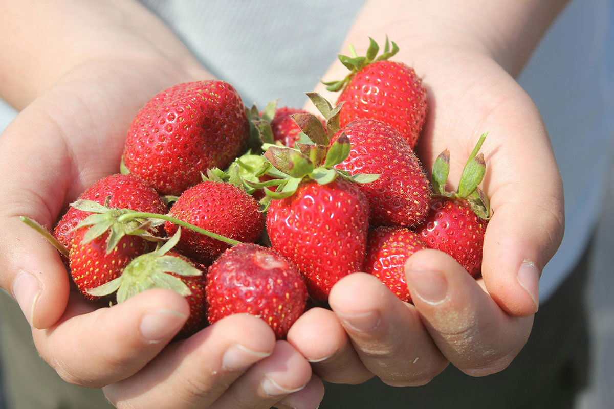 Eating disorders can be solved with healthy food like strawberries